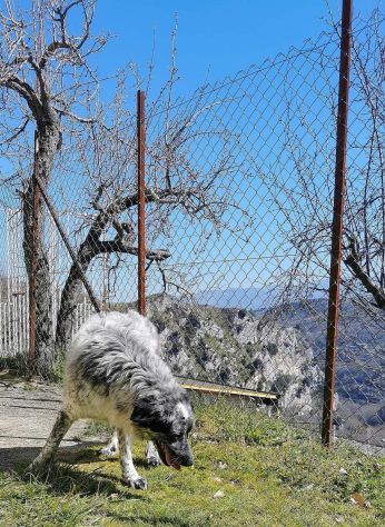 RENZO MAESTOSAMENTE MERAVIGLIOSO CANE IN ADOZIONE - Foto 10