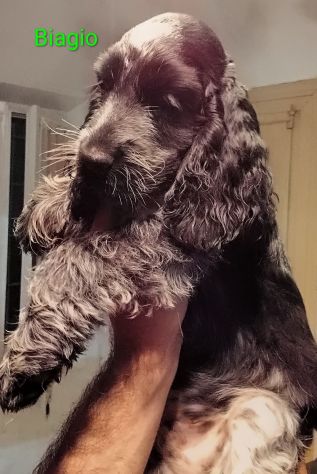 Cucciolo cocker spaniel inglese Blu roano - Foto 7