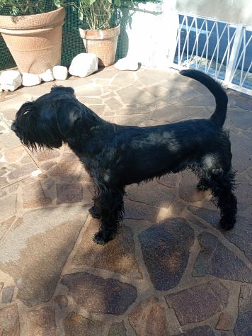 Regalo schnauzer medio