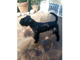 Regalo schnauzer medio