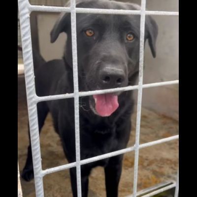 SIRIUS FANTASTICO MIX LABRADOR CANE IN ADOZIONE - Foto 8