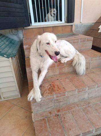 Neve setter adozione cane sordo - Foto 2