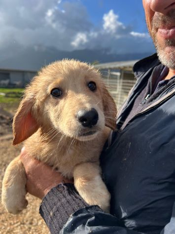Dolce cucciolo cerca casa - Foto 6