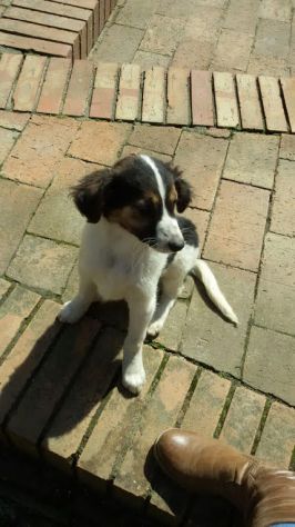 DOLLY E LARA, cuccioline stupende per strada - Foto 4