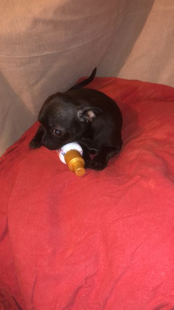 Tre cucciole chihuahua - Foto 10