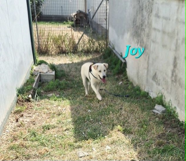 Ehi !!! io sono qui ad aspettarti, non metterci molto, portami con te - Foto 3