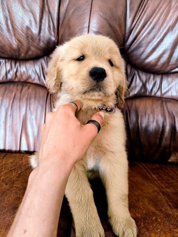 Golden Retriever Americani - Foto 6