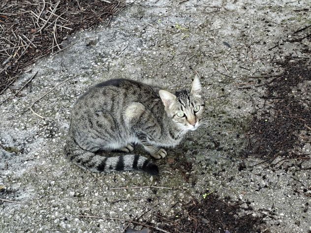 Gatte randagie in adozione