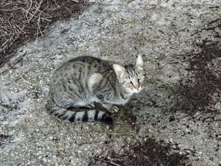 Gatte randagie in adozione