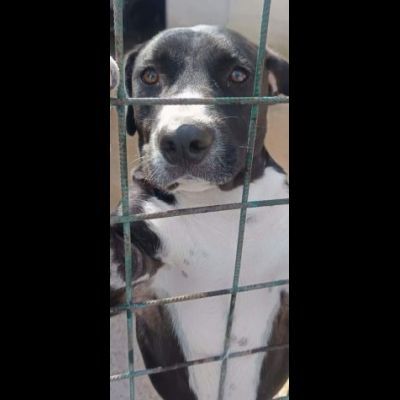 SILVESTRO DESIDERIO DI CAREZZE CANE IN ADOZIONE - Foto 2