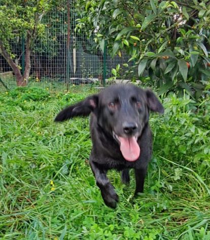 Mauro simil labrador - Foto 2