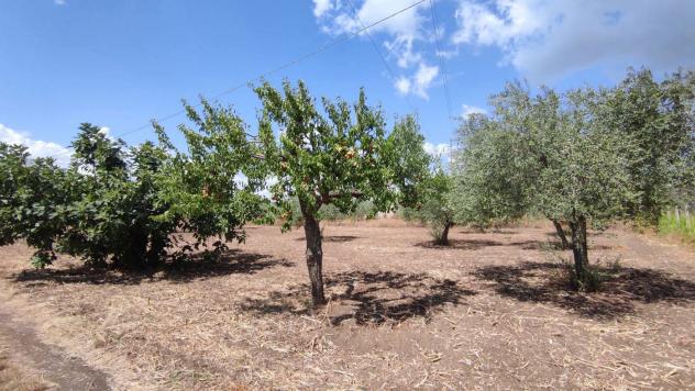 Terreno Agricolo - San Severo . Rif.: Cod. rif 3294216VCG - Foto 16