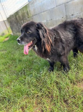 NADAL, SIMIL TERRANOVA adorabile tenerone, cane in adozione - Foto 5