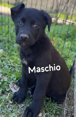 CUCCIOLI IN CANILE Hanno 3 mesi, taglia media. - Foto 4