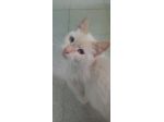 Micio bellissimo bianco,occhi azzurri,meno di 1anno.NUORO