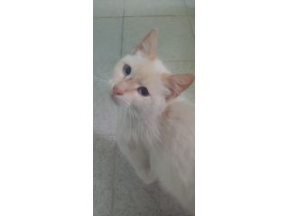 Micio bellissimo bianco,occhi azzurri,meno di 1anno.NUORO