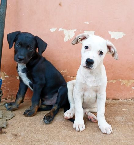 Milo e Ricky dolcissimi cuccioli in adozione - Foto 3