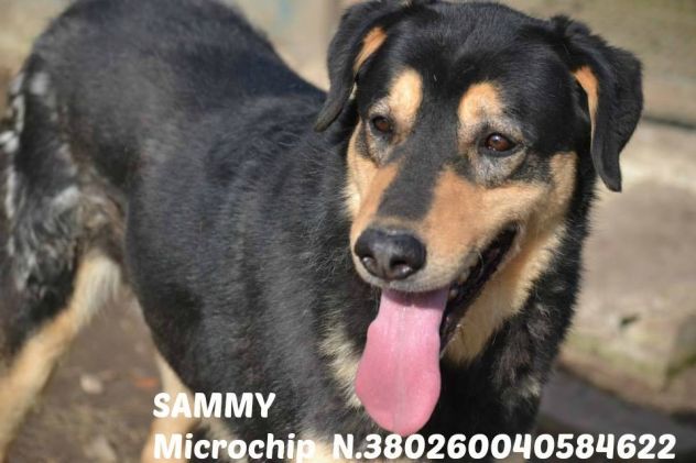 SAMMY, cagnolone dal carattere stupendo