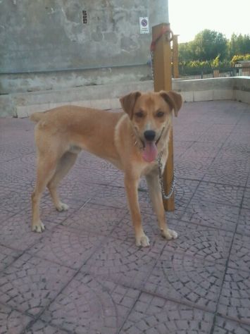LONELY, gioioso cagnolino - Foto 5