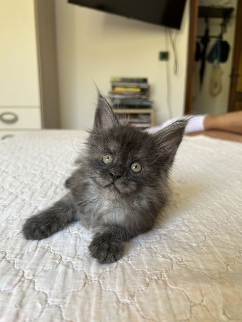 Maine Coon cucciolo pedigree ANFI - Foto 4