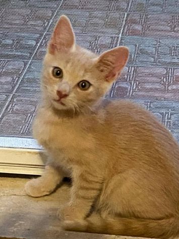 Cremino gattino