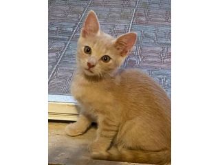 Cremino gattino