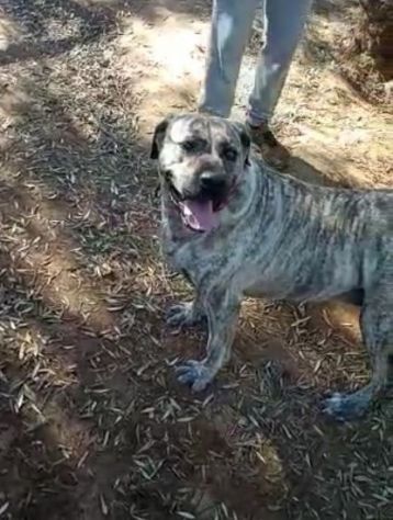 Simil Corso 4anni tigrata trovata al sud magrissima,buonissima SOS AIUTI ROMA - Foto 3