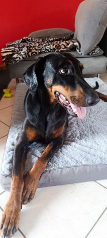 Cedo dobermann femmina - Foto 5