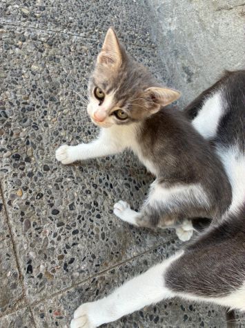 regalo gattini - Foto 6