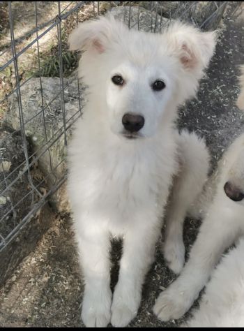 Starsky ed Hutch cuccioli simil golden retriever