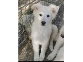 Starsky ed Hutch cuccioli simil golden retriever