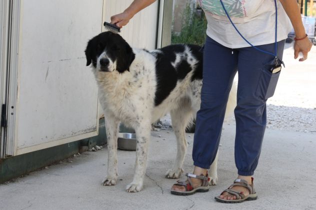 Portami via con te, regalami una vita fuori dal canile! - Foto 3