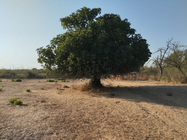Terreno di circa 8.000 mq con trullo nelle campagne di Alezio - Foto 7