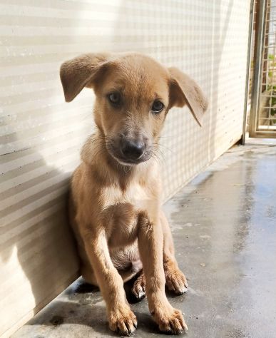 Paride dolce cucciolo in adozione - Foto 5