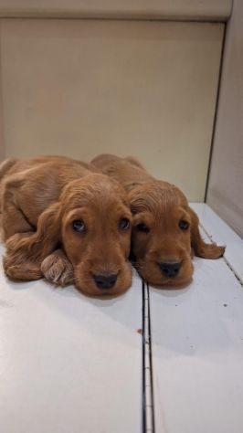 Cuccioli di Cocker Spaniel - Foto 2
