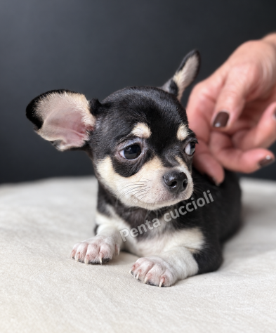 CHIHUAHUA TOY CUCCIOLI disponibili - Foto 2