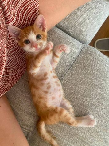 Rosso gattino