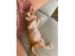 Rosso gattino
