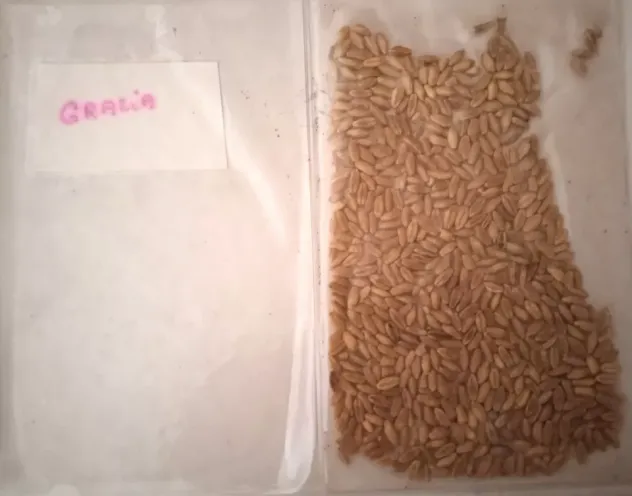 Campioni di Grano antico da semina - Foto 7