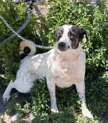 Cucciolone da sogno cerca ancora casa - Foto 7