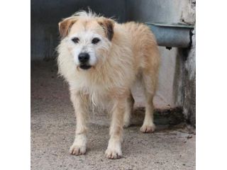 MILO 6 ANNI 15/16 KG taglia media piccola