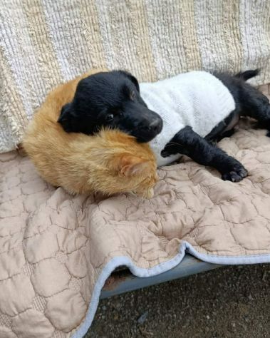 MARA & MIA, scricciole dolcissime! Amano i gatti! - Foto 9