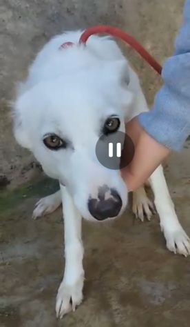 Giovane,femmina,grandi occhioni che nessuno nota! SICILIA - Foto 3