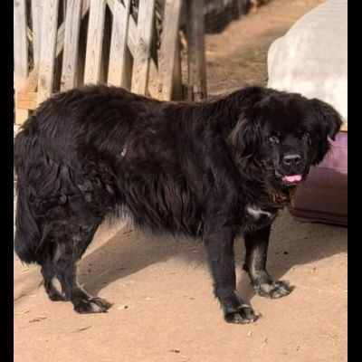 BLACKY DONIAMOGLI LA SUA OCCASIONE CANE IN ADOZIONE - Foto 3