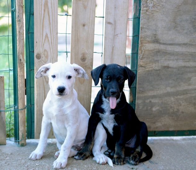 Milo e Ricky dolcissimi cuccioli in adozione - Foto 6