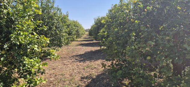 Terreno in vendita in Contrada Vendicari s.n.c., Riserva di Vendicari - Foto 4