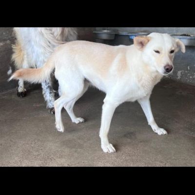 UN'OPPORTUNITA' ANCHE PER BLANGE, CAGNOLINA IN ADOZIONE - Foto 7