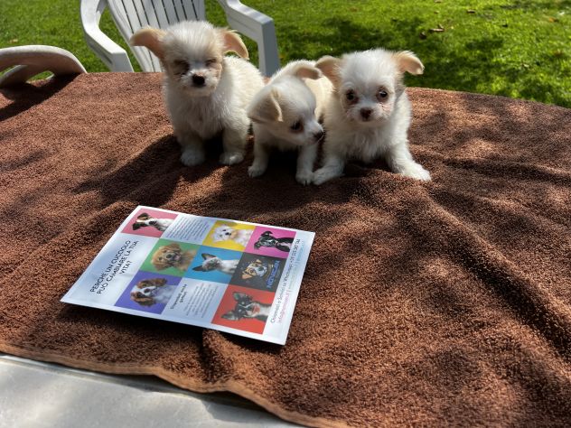 Cuccioli di incrocio Maltese X Chihuahua - Foto 7