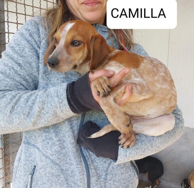 Erano solo cucciole,  CAMILLA e CATERINA CERCANO SALVEZZA CAGNOLINE IN ADOZIONE - Foto 3