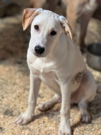 SPUGNA CUCCIOLO IN ADOZIONE